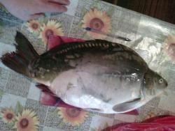 post-28141-0-66447000-1419931529_thumb.j