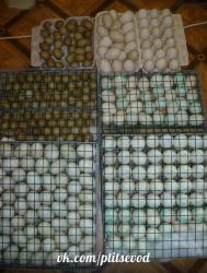 post-2838-0-18519800-1418841135_thumb.jp