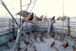 post-2838-0-21955700-1418741626_thumb.jp