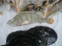 post-29871-0-11827100-1417762476_thumb.j