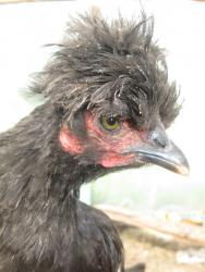 post-4119-0-77191900-1419184898_thumb.jp