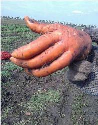 post-4989-0-35016100-1418156015_thumb.jp