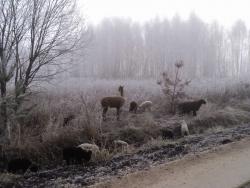 post-10300-0-35480300-1449135187_thumb.j