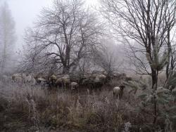 post-10300-0-44470900-1449135195_thumb.j