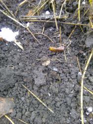 post-32874-0-81165600-1449060848_thumb.j