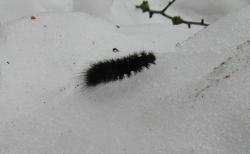 post-35713-0-34769200-1450609685_thumb.j