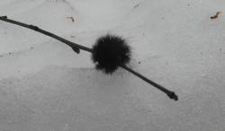 post-35713-0-47929300-1450609670_thumb.j