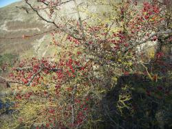 post-4489-0-19902600-1450612211_thumb.jp