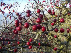 post-4489-0-23255700-1450612341_thumb.jp