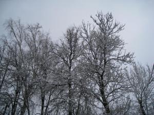 10.thumb.JPG.536f230fbcb4a9c83ddc153d397