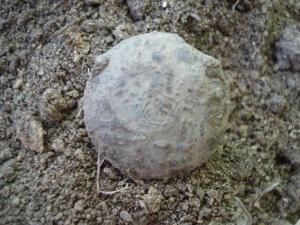 пуга орлянка с пушками.jpg