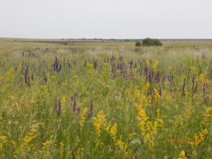 1.thumb.JPG.aa0c74d421fb59ea2e582cc7cd80