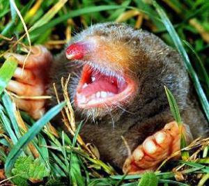 176174.thumb.jpg.2505186c79426efc2cec795