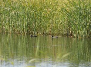 5.thumb.jpg.5de9434f4ce7a4a4198f615252cf