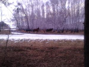 56d19cbac0c1b_298.thumb.jpg.bd117e487505