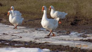 11.thumb.JPG.e1ee1c6b15f317987c317c97b1f