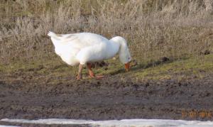 12.thumb.jpg.42f16766c83f583b2206a89702c