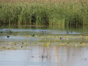 5.thumb.JPG.ff4ff127656d3ad29fef77abbc79