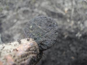 в коросте.jpg