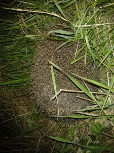 2016-04-30 22.14.18.jpg