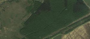 лесная дорога.jpg