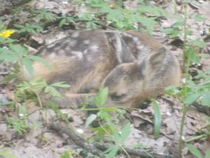 Копия DSCN1377.JPG