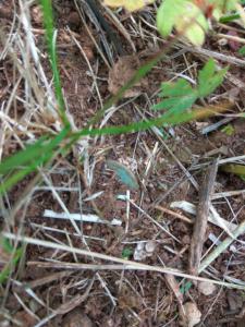 IMG_20160717_081009 - копия.jpg