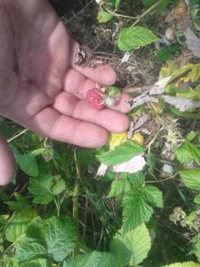 2016-07-23 15.16.41.jpg