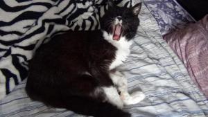 DSC00311 (Копировать).JPG