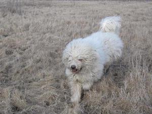 Новое изображение.JPG