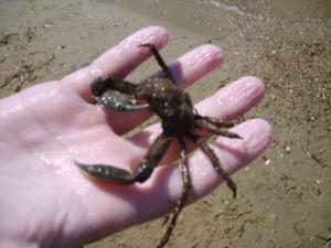 S5005155 (Копировать).JPG