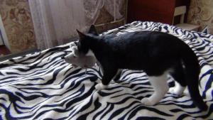 DSC00601 (Копировать).JPG