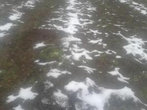 2016-11-16 08.03.46.jpg