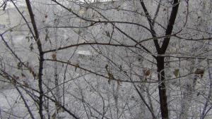 DSC00639 (Копировать).JPG