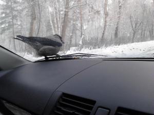 ВОРОНА друг.jpg