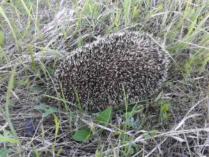 21 мая ёжик в тумане.jpg