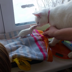 2016-12-14 23.33.10.png