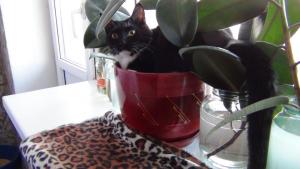 DSC00690 12-18-2016.JPG