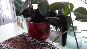 DSC00691 12-18-2016.JPG