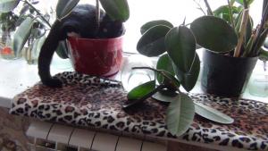 DSC00702 12-18-2016.JPG