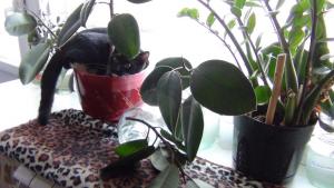 DSC00701 12-18-2016.JPG