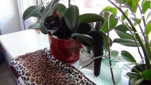 DSC00699 12-18-2016.JPG