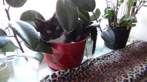 DSC00694 12-18-2016.JPG