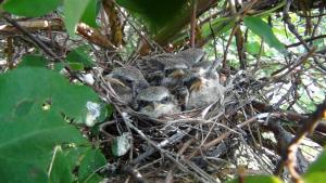 DSC00184 12-20-2016.JPG