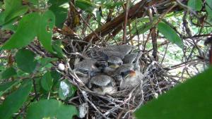 DSC00185 12-20-2016.JPG