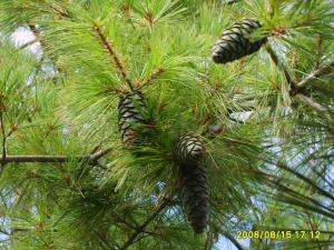 Изображение 300 12-23-2016.jpg