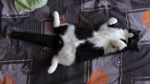 DSC00762 01-01-2017.JPG