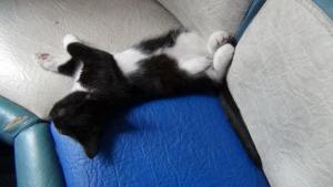 DSC00331 (1) 02-12-2017.JPG