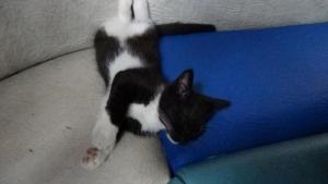 DSC00332 (1) 02-12-2017.JPG