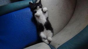 DSC00335 (1) 02-12-2017.JPG